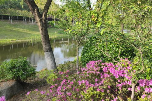 金楊新村六街坊居住體驗與市場觀察 優(yōu)勢、不足及經紀人視角